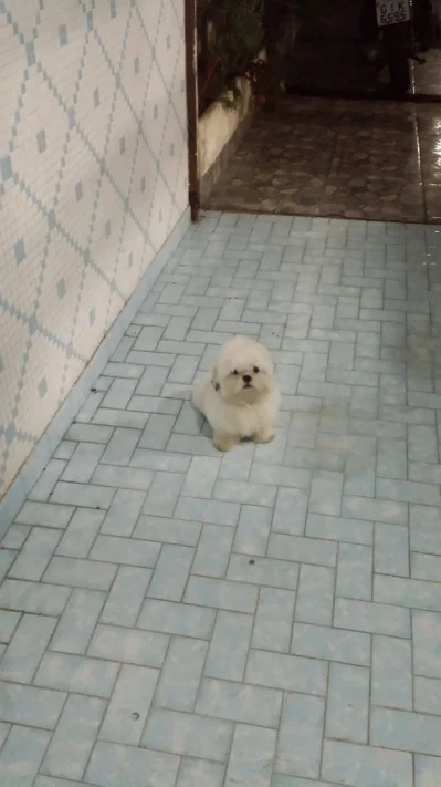 Shih Tzu Cor Branca ( Fêmea )