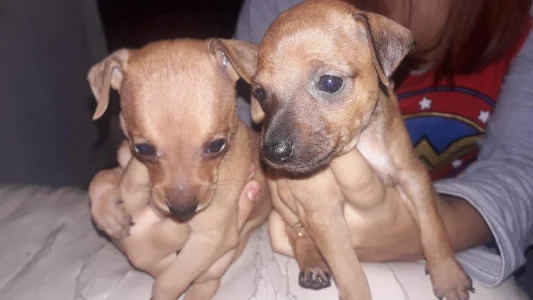 Meu Pinther