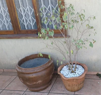 Vasos p/ Jardim