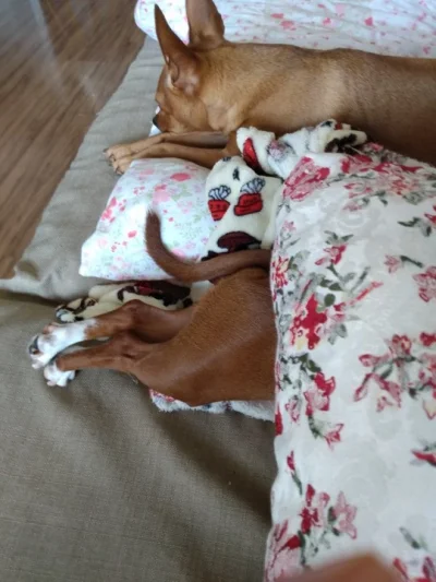 Cachorrinha Doação