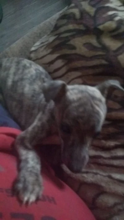 Whippet Disponível para Entrega