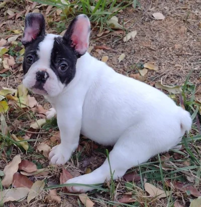Bulldog Frances