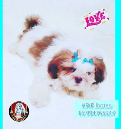 Lindo Filhote de Shih Tzu Macho com Pedigree