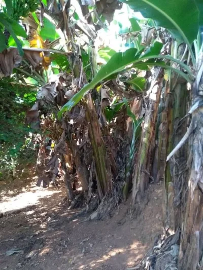 Casa com Terreno