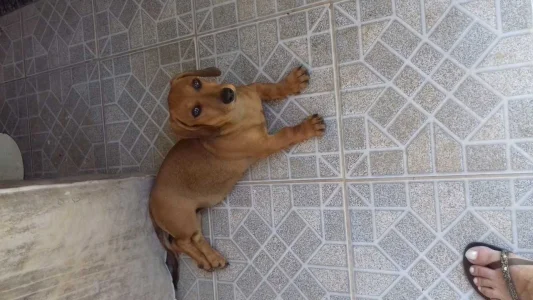 Vendo