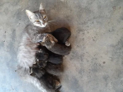 Gatos Lindos