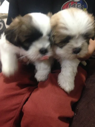 Vendo Dois Machos de Lhasa Apso