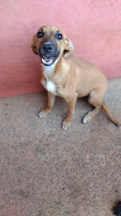 Doa SE Cachorros