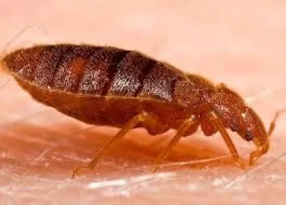 Dedetizadora na Taìba Biopragás/