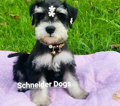 Schnauzer Fêmea