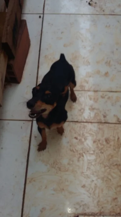 Cachorra Pinscher