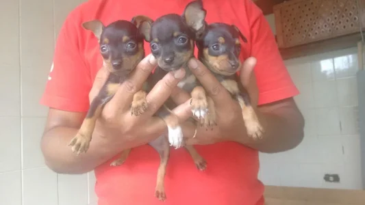Filhote Lindos Pinscher Zero