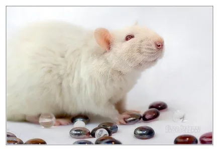 Ratinho Branco Twuister
