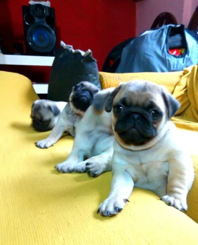 Filhotes de Pug