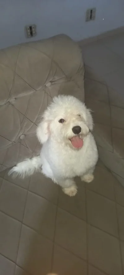 Bichon Frisé c/ 4 Meses Oferta!