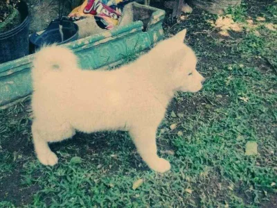 Filhote Akita Inu