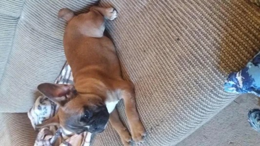 Bulldogue Frances
