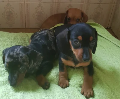 Cachorros Dachshund