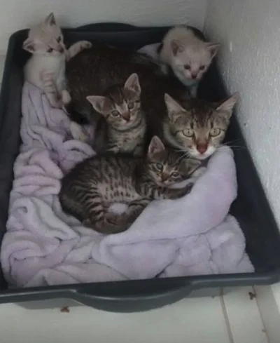 Filhotinhos para Adoção