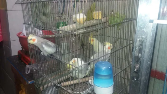 Pássaros e Gaiolas