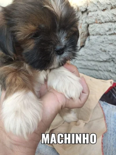 Venda Cachoro