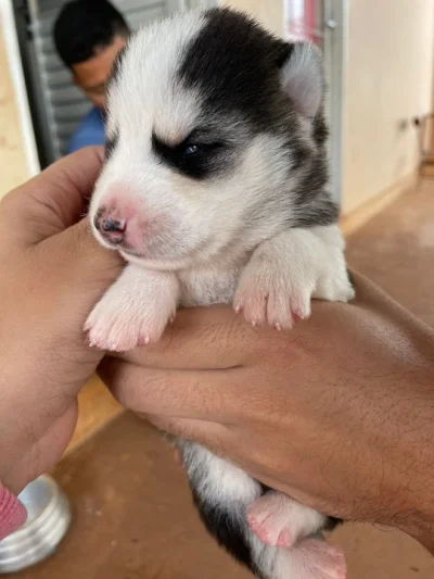 Doando Husky Siberiano