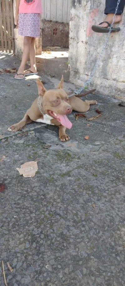 Vendo uma Cachorra