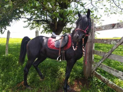 Cavalo Registrado
