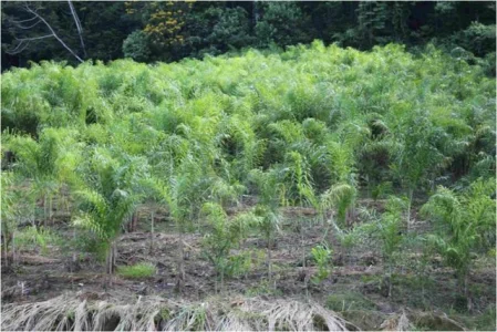Sítio com 440.000 M2, com 47.000 Pes de Palmito Pupunha