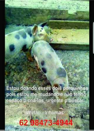 Desapego Animais