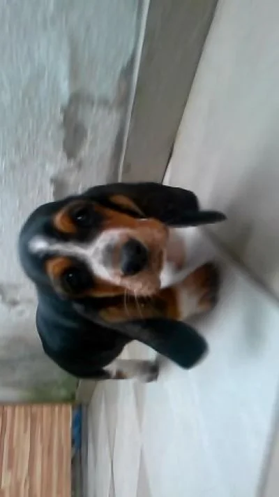 Basset