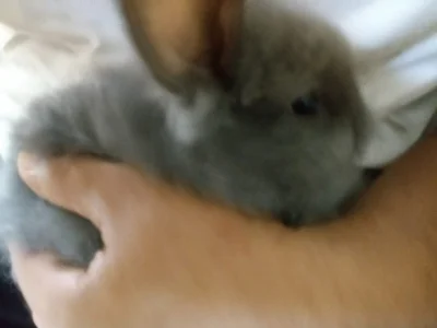 Lindos Filhotes de Coelhos da Raça Lion e Comum