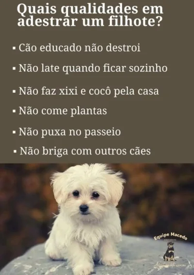 Adestramento de Cães Especializado em Comportamento Canino-rio de Jane
