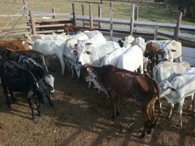 Vende-se 1 Lote de 10 Novilhas