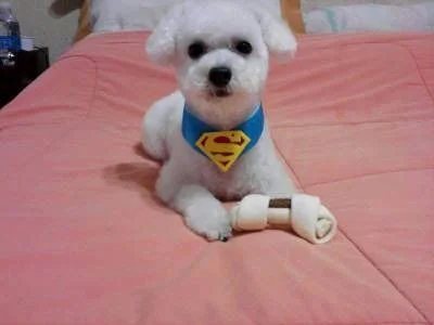 Poodle Filhote Puro