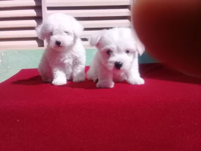 Filhotes em Busca de um Lar