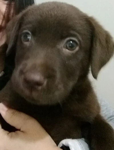 Vendo Filhote de Labrador