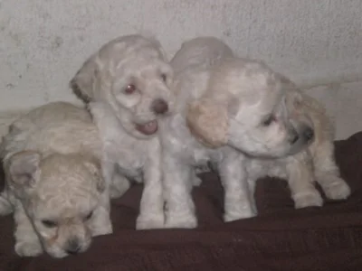 Vende SE Filhotes de Poodle Femea 300,00 e Macho 250,00