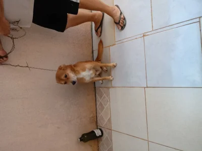 Doação Cachorro