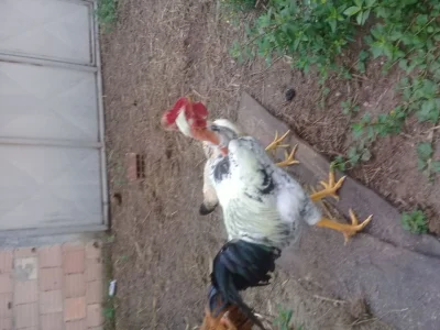 Vendo Galo Caipira