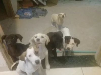Fofuchos Espertos