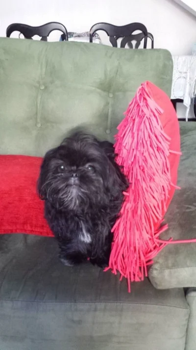 Shih Tzu Cor Preta ( Machinho )