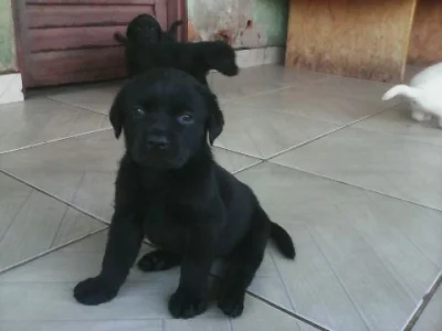 Labrador