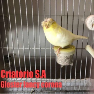Canários Gloster