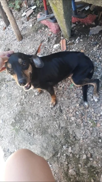 Doa-se Cachorra