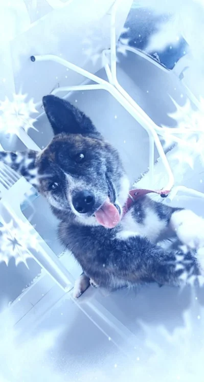 Raça Akita Inu