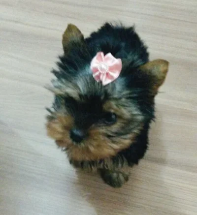 Yorkshire Terrier e Maltês