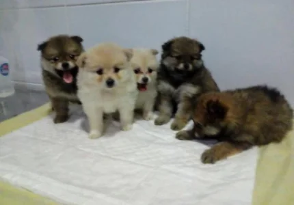 Spitz Alemão Fêmeas