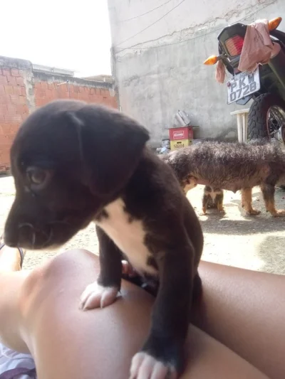 Doação de Cachorro
