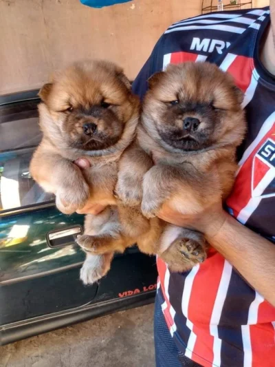 Chow Chow Femea ou Macho a Pronta Entrega